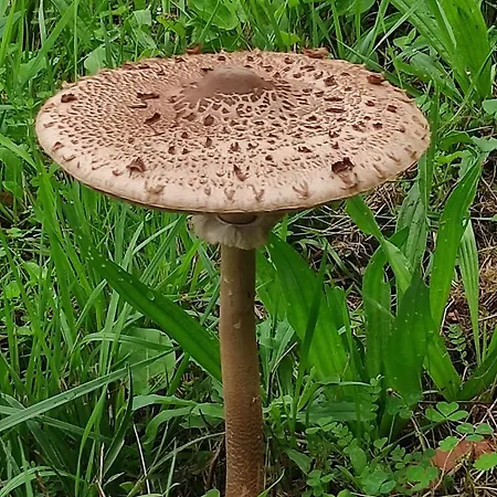 公寓 Casa Do Alto *