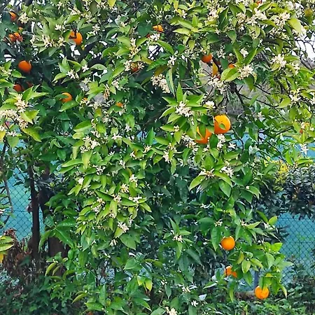 Casa Do Alto 公寓 Adaufe