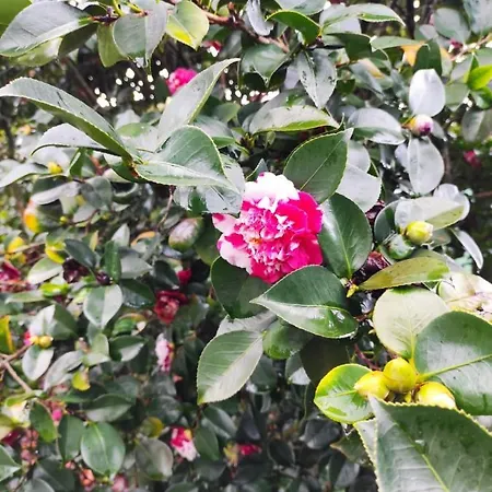 Casa Do Alto * Adaufe