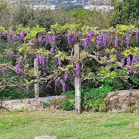 Casa Do Alto 公寓 Adaufe