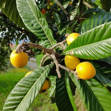 Casa Do Alto * Adaufe