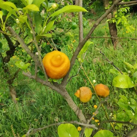 Casa Do Alto 公寓 Adaufe