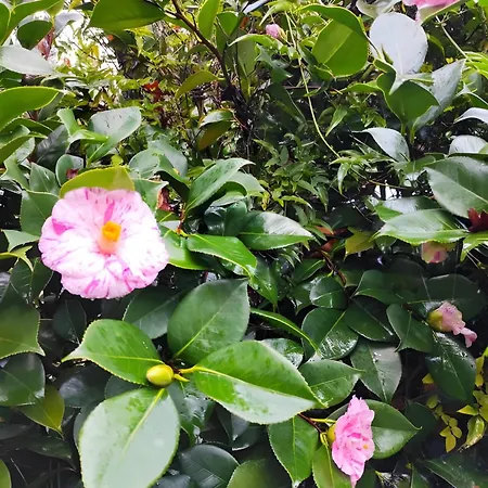 Casa Do Alto 公寓 Adaufe