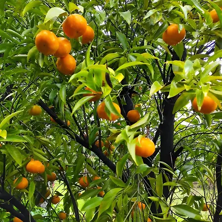 Casa Do Alto 公寓 Adaufe