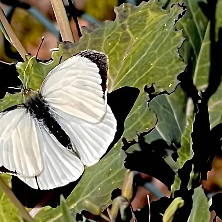 Casa Do Alto * Adaufe