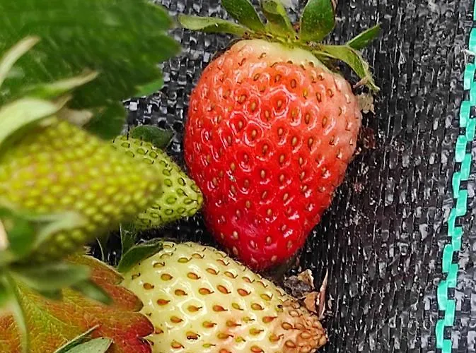 Lejlighed Casa Do Alto