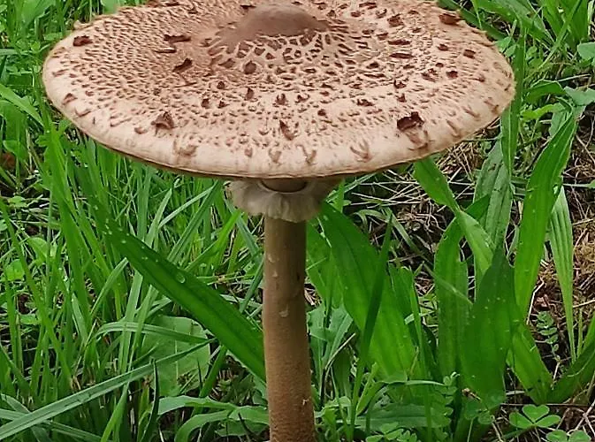 Apartament Casa Do Alto *