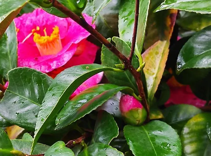 Lejlighed Casa Do Alto