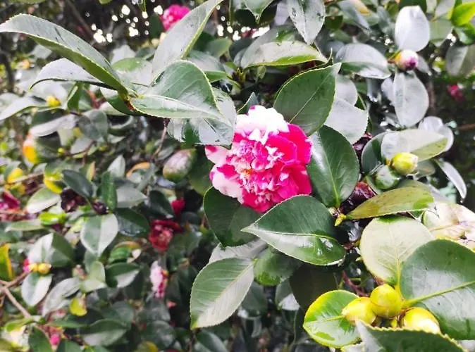 Casa Do Alto * Adaufe