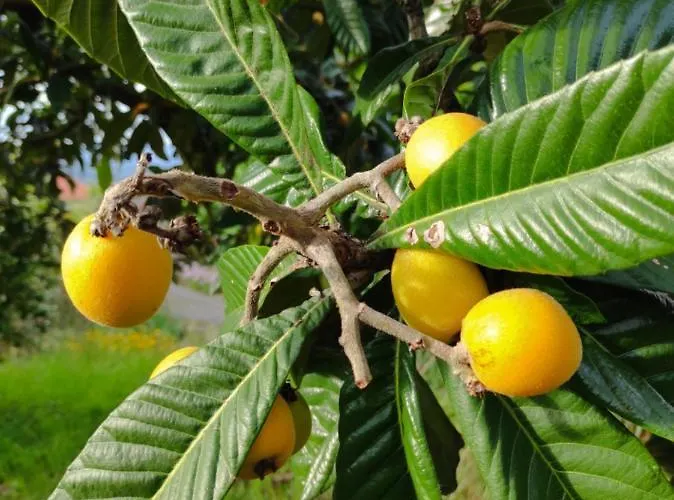 Casa Do Alto * Adaufe