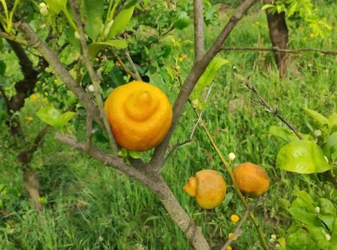 Casa Do Alto Apartament Adaufe