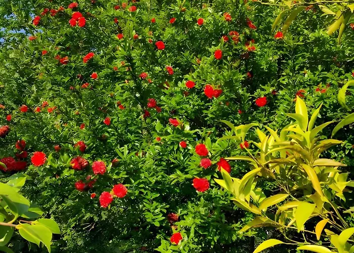 Apartament Casa Do Alto *