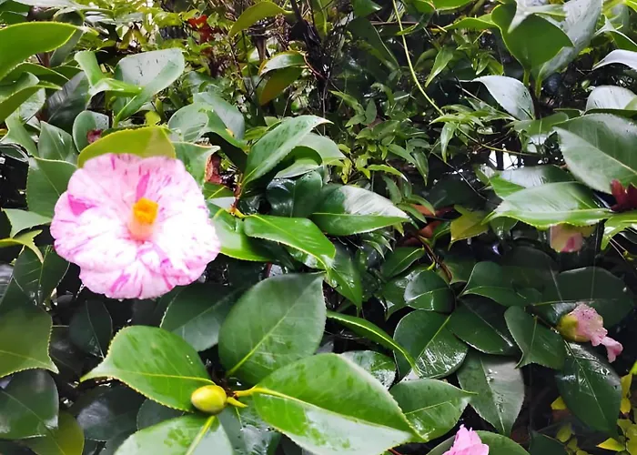 Casa Do Alto Lejlighed Adaufe