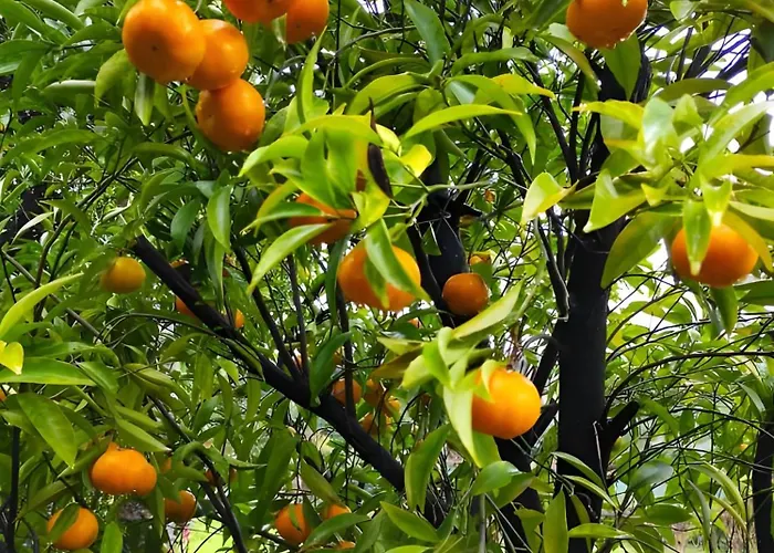 Casa Do Alto Lejlighed Adaufe