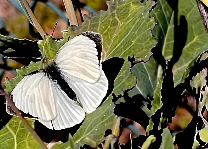 Casa Do Alto * Adaufe